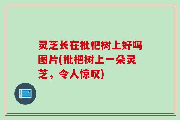 灵芝长在枇杷树上好吗图片(枇杷树上一朵灵芝，令人惊叹)