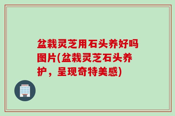 盆栽灵芝用石头养好吗图片(盆栽灵芝石头养护，呈现奇特美感)