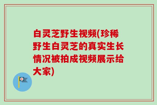 白灵芝野生视频(珍稀野生白灵芝的真实生长情况被拍成视频展示给大家)