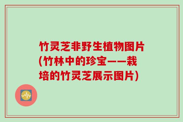 竹灵芝非野生植物图片(竹林中的珍宝——栽培的竹灵芝展示图片)