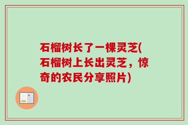 石榴树长了一棵灵芝(石榴树上长出灵芝,惊奇的农民分享照片) 石榴树长了一棵灵芝(石榴树上长出灵芝,惊奇的农民分享照片)