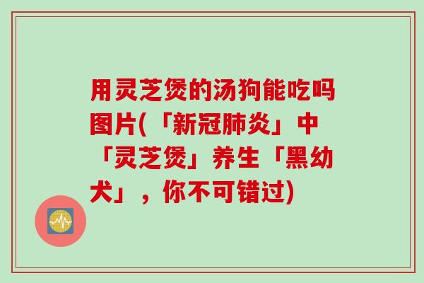用灵芝煲的汤狗能吃吗图片(「新冠肺炎」中「灵芝煲」养生「黑幼犬」，你不可错过)