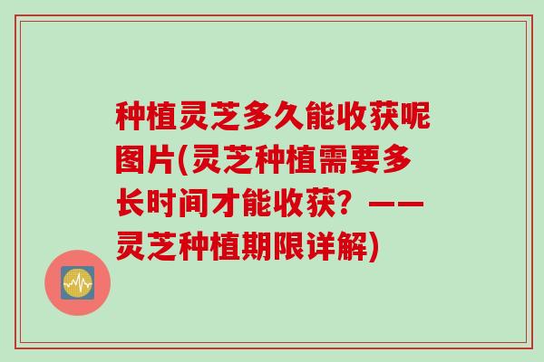 种植灵芝多久能收获呢图片(灵芝种植需要多长时间才能收获？——灵芝种植期限详解)