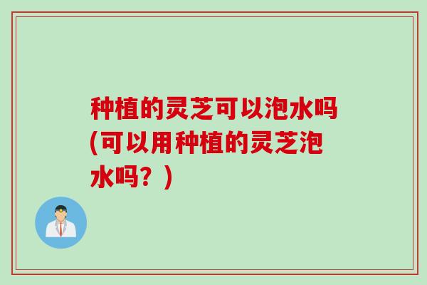种植的灵芝可以泡水吗(可以用种植的灵芝泡水吗？)