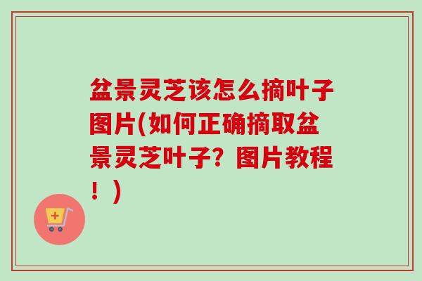 盆景灵芝该怎么摘叶子图片(如何正确摘取盆景灵芝叶子?图片教程!) 盆景灵芝该怎么摘叶子图片(如何正确摘取盆景灵芝叶子?图片教程!)