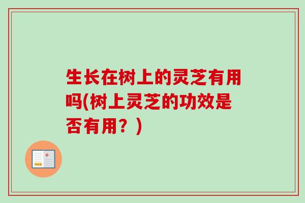 生长在树上的灵芝有用吗(树上灵芝的功效是否有用？)