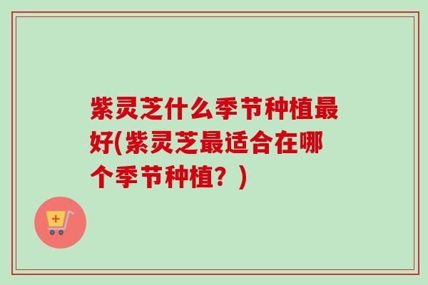 紫灵芝什么季节种植最好(紫灵芝最适合在哪个季节种植？)