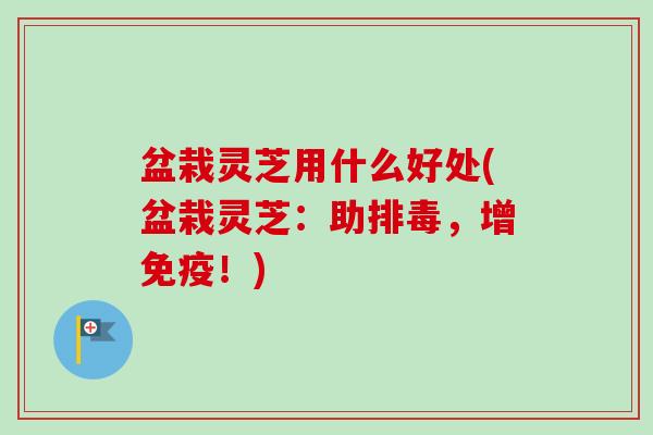 盆栽灵芝用什么好处(盆栽灵芝：助排毒，增免疫！)