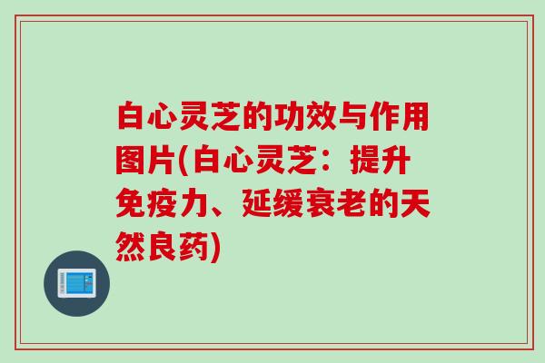 白心灵芝的功效与作用图片(白心灵芝：提升免疫力、延缓衰老的天然良药)