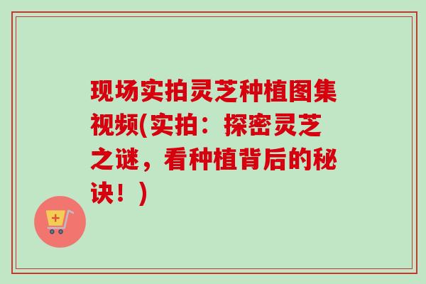 现场实拍灵芝种植图集视频(实拍：探密灵芝之谜，看种植背后的秘诀！)
