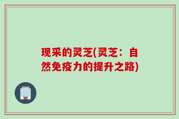 现采的灵芝(灵芝：自然免疫力的提升之路)