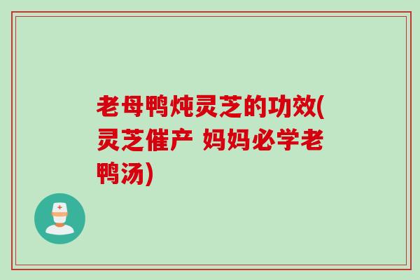 老母鸭炖灵芝的功效(灵芝催产 妈妈必学老鸭汤)