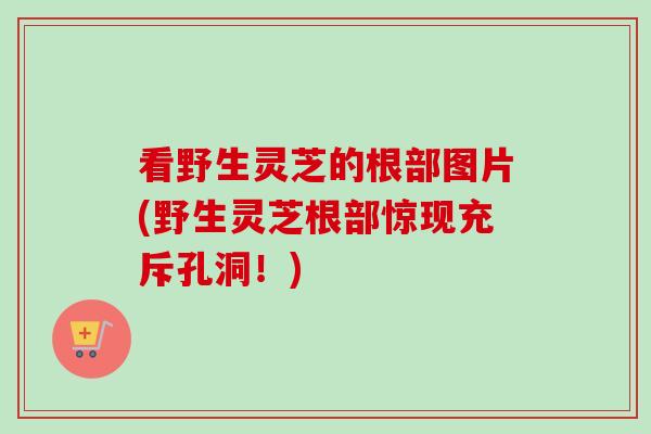 看野生灵芝的根部图片(野生灵芝根部惊现充斥孔洞！)