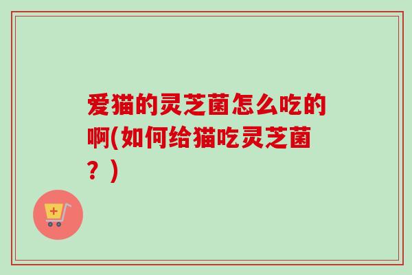 爱猫的灵芝菌怎么吃的啊(如何给猫吃灵芝菌？)