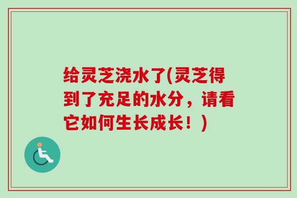 给灵芝浇水了(灵芝得到了充足的水分，请看它如何生长成长！)