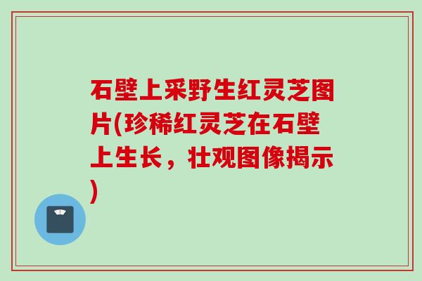 石壁上采野生红灵芝图片(珍稀红灵芝在石壁上生长，壮观图像揭示)