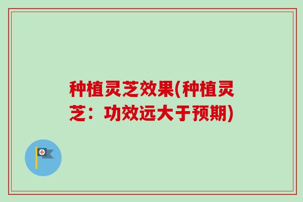 种植灵芝效果(种植灵芝：功效远大于预期)