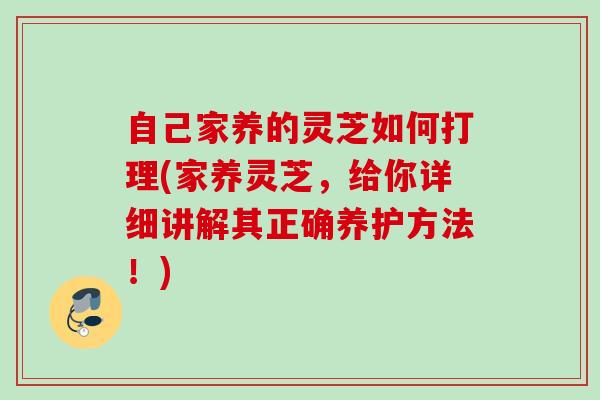自己家养的灵芝如何打理(家养灵芝，给你详细讲解其正确养护方法！)
