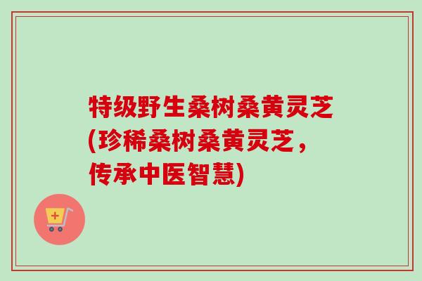 特级野生桑树桑黄灵芝(珍稀桑树桑黄灵芝，传承中医智慧)