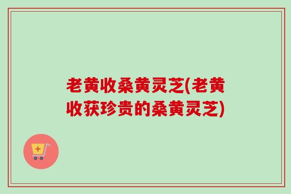 老黄收桑黄灵芝(老黄收获珍贵的桑黄灵芝)