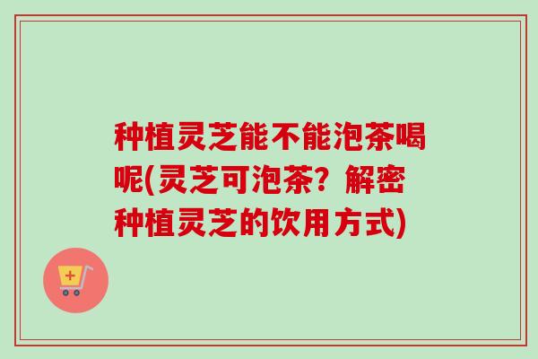 种植灵芝能不能泡茶喝呢(灵芝可泡茶？解密种植灵芝的饮用方式)