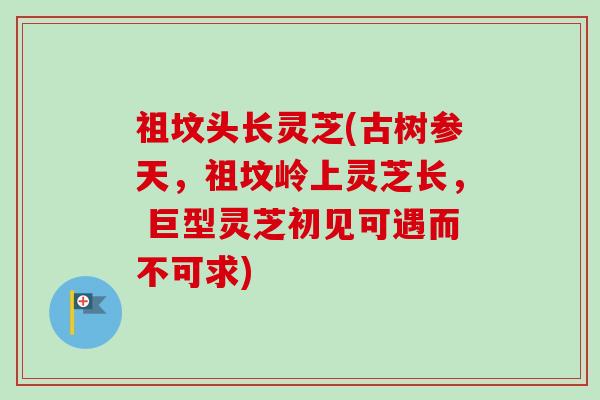 祖坟头长灵芝(古树参天，祖坟岭上灵芝长， 巨型灵芝初见可遇而不可求)
