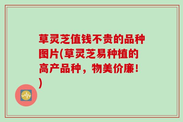 草灵芝值钱不贵的品种图片(草灵芝易种植的高产品种，物美价廉！)