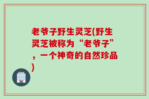 老爷子野生灵芝(野生灵芝被称为“老爷子”，一个神奇的自然珍品)