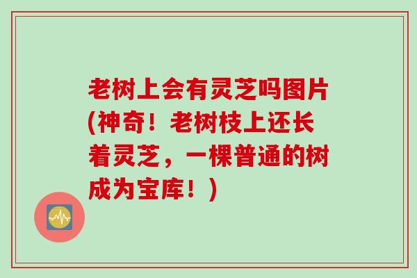 老树上会有灵芝吗图片(神奇！老树枝上还长着灵芝，一棵普通的树成为宝库！)