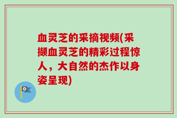 血灵芝的采摘视频(采撷血灵芝的精彩过程惊人，大自然的杰作以身姿呈现)