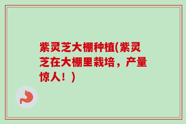 紫灵芝大棚种植(紫灵芝在大棚里栽培，产量惊人！)