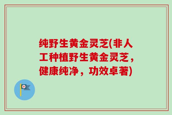 纯野生黄金灵芝(非人工种植野生黄金灵芝，健康纯净，功效卓著)