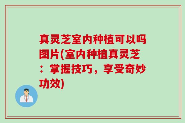 真灵芝室内种植可以吗图片(室内种植真灵芝：掌握技巧，享受奇妙功效)