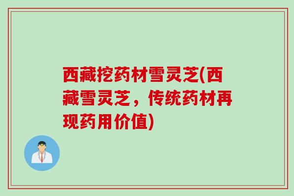 西藏挖药材雪灵芝(西藏雪灵芝,传统药材再现药用价值) 西藏挖药材雪灵芝(西藏雪灵芝,传统药材再现药用价值)