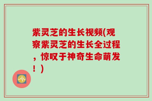 紫灵芝的生长视频(观察紫灵芝的生长全过程，惊叹于神奇生命萌发！)