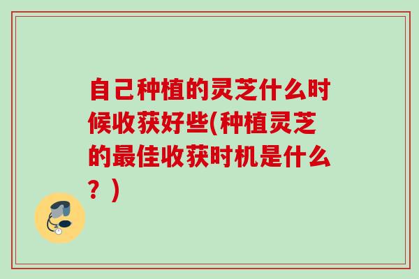 自己种植的灵芝什么时候收获好些(种植灵芝的最佳收获时机是什么？)