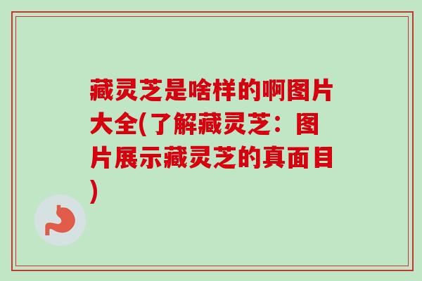 藏灵芝是啥样的啊图片大全(了解藏灵芝:图片展示藏灵芝的真面目) 藏灵芝是啥样的啊图片大全(了解藏灵芝:图片展示藏灵芝的真面目)