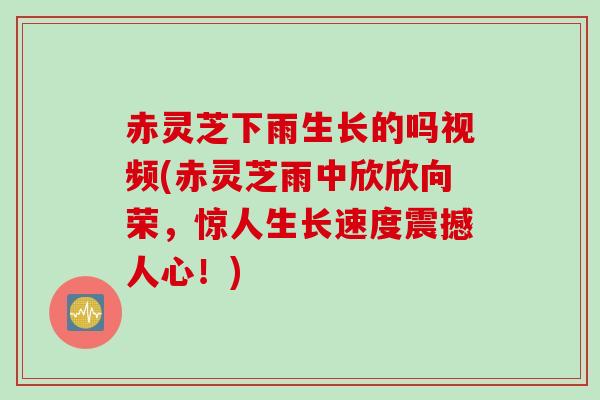 赤灵芝下雨生长的吗视频(赤灵芝雨中欣欣向荣，惊人生长速度震撼人心！)