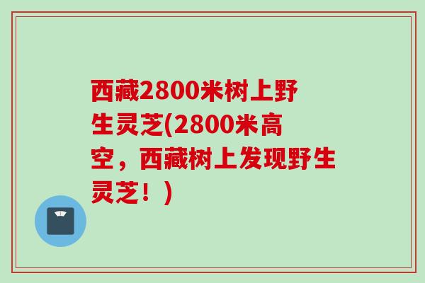 西藏2800米树上野生灵芝(2800米高空，西藏树上发现野生灵芝！)