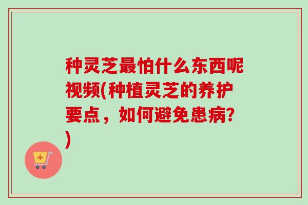 种灵芝最怕什么东西呢视频(种植灵芝的养护要点，如何避免患病？)