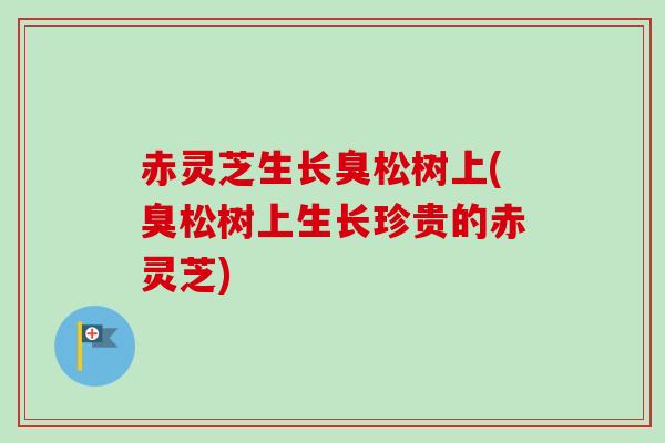 赤灵芝生长臭松树上(臭松树上生长珍贵的赤灵芝)