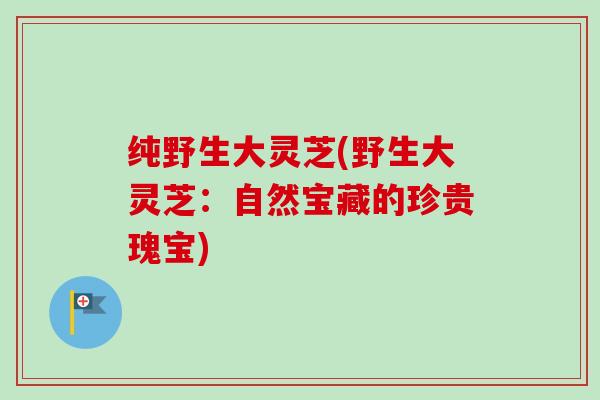 纯野生大灵芝(野生大灵芝：自然宝藏的珍贵瑰宝)