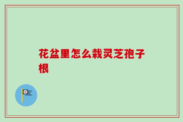 花盆里怎么栽灵芝孢子根