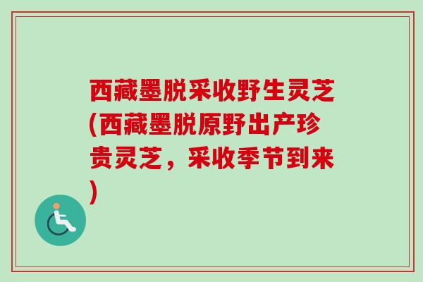 西藏墨脱采收野生灵芝(西藏墨脱原野出产珍贵灵芝，采收季节到来)