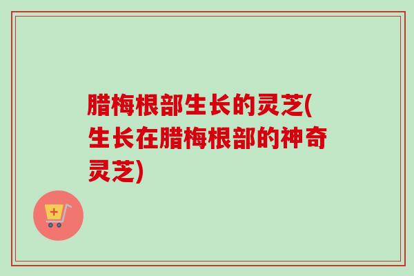 腊梅根部生长的灵芝(生长在腊梅根部的神奇灵芝)