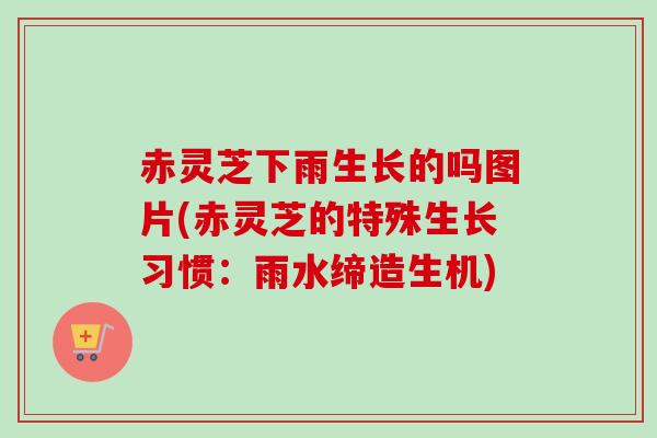赤灵芝下雨生长的吗图片(赤灵芝的特殊生长习惯:雨水缔造生机) 赤灵芝下雨生长的吗图片(赤灵芝的特殊生长习惯:雨水缔造生机)