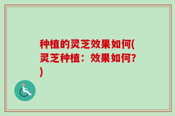 种植的灵芝效果如何(灵芝种植：效果如何？)