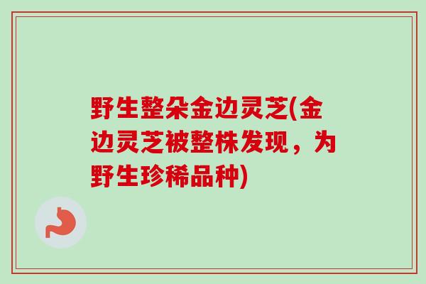 野生整朵金边灵芝(金边灵芝被整株发现，为野生珍稀品种)