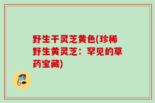 野生干灵芝黄色(珍稀野生黄灵芝:罕见的草药宝藏) 野生干灵芝黄色(珍稀野生黄灵芝:罕见的草药宝藏)