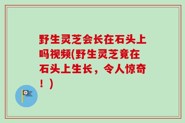 野生灵芝会长在石头上吗视频(野生灵芝竟在石头上生长,令人惊奇!) 野生灵芝会长在石头上吗视频(野生灵芝竟在石头上生长,令人惊奇!)